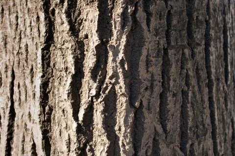 A close up of the patterns of tree bark Stock Photos