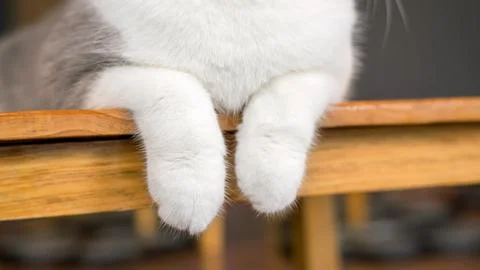 Close up of paws of a cute cat. Stock Photos