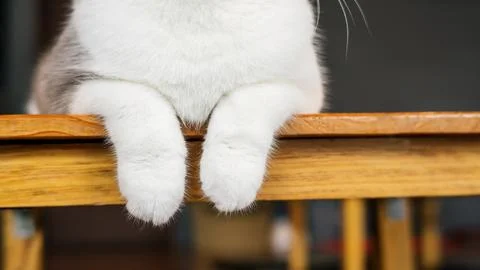 Close up of paws of a cute cat. Stock Photos