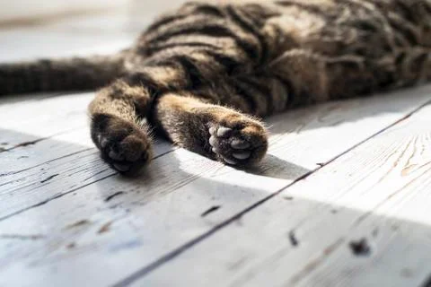 Close-up of paws from tabby cat. Stock Photos