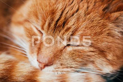 Close Up Of Peaceful Red Cat Curled Up Sleeping In His Bed Stock Photos