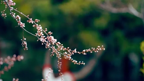 Close-up of a peach blossom branch budding in spring 動画素材 257057467