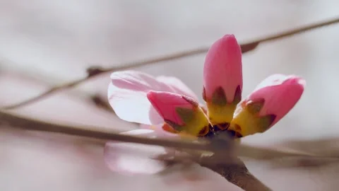 Close-up of peach blossom bud in spring Stock Footage 256903383