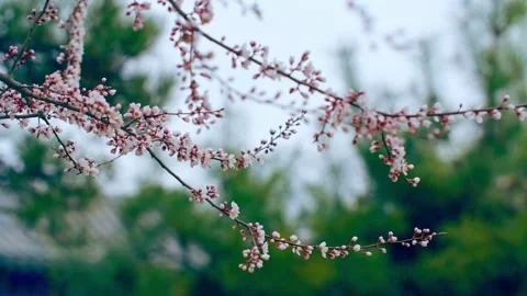 Close-up of a peach blossom Stock Footage 257049943