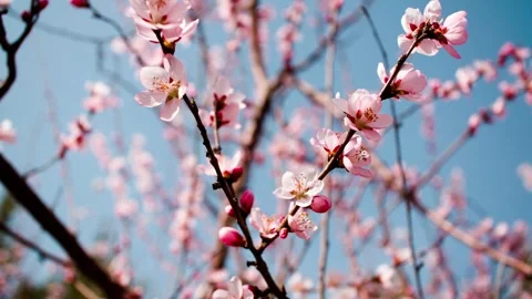 Close-up of peach blossoms bloomin 스톡 동영상 256866367