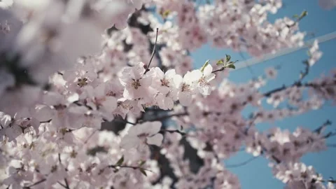 Close-up of peach blossoms blooming in spring in March Vídeo Stock 256900996
