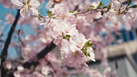 Close-up of peach blossoms blooming in the spring sun Vídeo Stock 256901033
