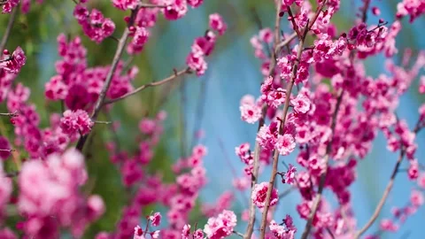 Close-up of peach blossoms blooming in the spring breeze blowing willow tree 스톡 동영상 257161625