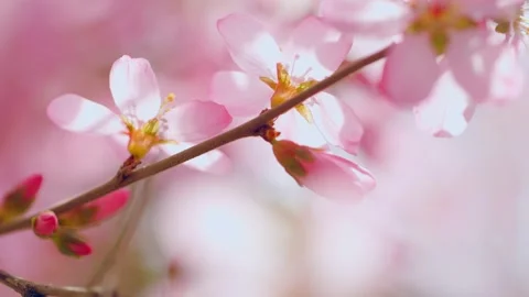 Close-up of peach blossoms in spring, budding and blooming Stock Footage 256901540