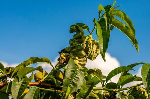 Close-up of peach leaf curl disease on leaves and developing fruits in sunny  Stock Photos