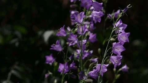 Close-up on a Peach-leaved Bellflower with dynamic light Video stock 77029794