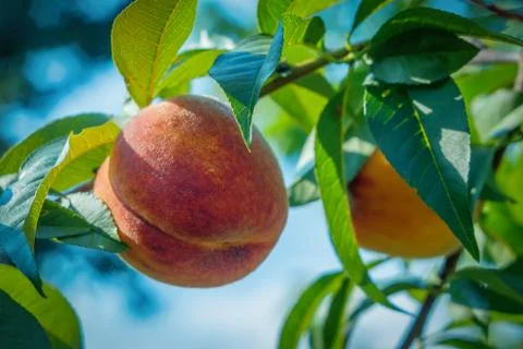 Close up peach Stock Photos