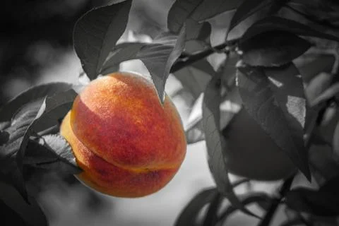 Close up peach Stock Photos