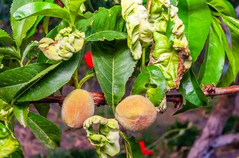 Close-up of peach tree affected by leaf curl disease, showing green fruits an Stock Photos