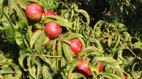 Close up of peach tree Stock-Footage 42093990