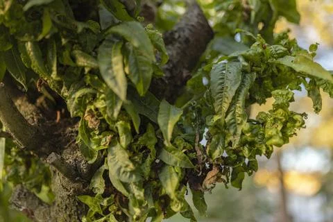  Close-up of peach tree leaves affected by leaf curl disease, showing dist... Stock Photos