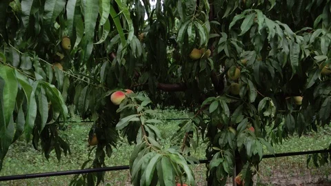 Close-up of peach trees Video stock 94782910
