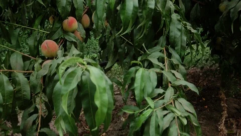Close-up of peach trees Video stock 94783125