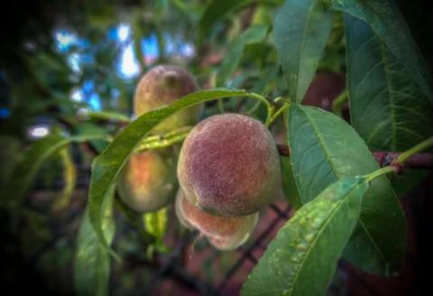 Close-up of peaches on a tree Stock Photos