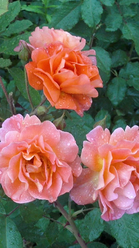 Close-up of peachy pink rose buds with raindrops Stock Footage 339233869