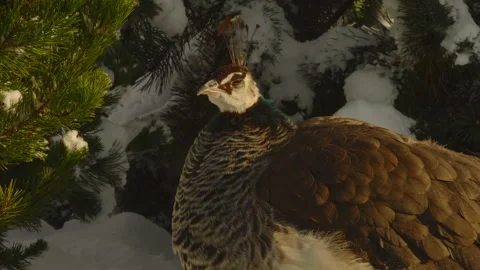 Close-up, peacock basking in the sun against the backdrop of snow-covered Stock Footage 180146390