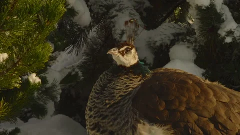 Close-up, peacock basking in the sun in a winter snow-covered park Stock Footage 175191680