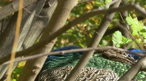 Close-up of peacock bird cleaning itself in beautiful autumn scenery Stock Footage 56841482