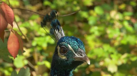 Close-up of peacock bird head looking around in beautiful autumn scenery Stock Footage 56841751