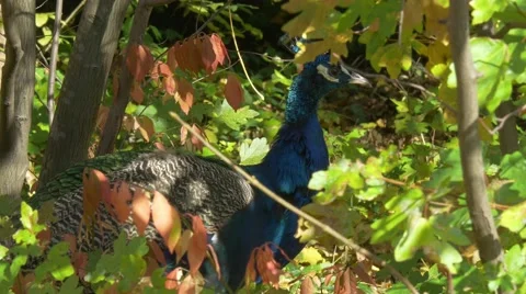 Close-up of peacock bird looking around in beautiful autumn scenery Stock Footage 56841412