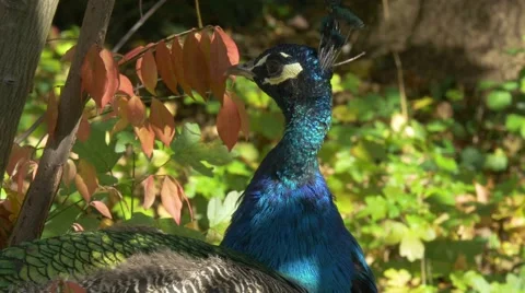 Close-up of peacock bird looking around in beautiful autumn scenery 스톡 동영상 56841685