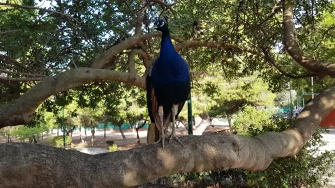Close up of a peacock on a branch Stock Footage 201422761