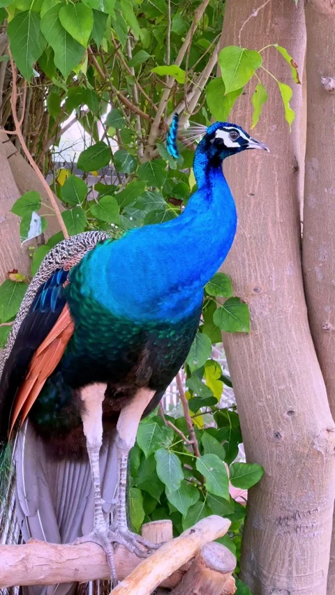 Close up of peacock with bright blue-green plumage sitting on a branch Stock Footage 311200316