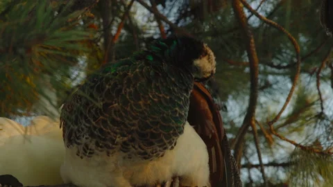 Close-up, a peacock brushes its feathers sitting on a branch of a pine tree Stock Footage 178529226