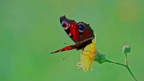 Close-Up of Peacock Butterfly Resting on Bright Yellow Flower Stock Footage 316900038