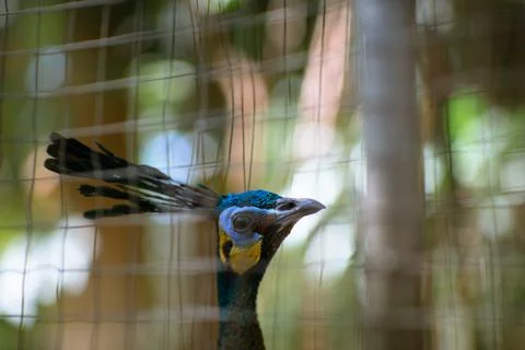 Close up of peacock in cage 写真素材