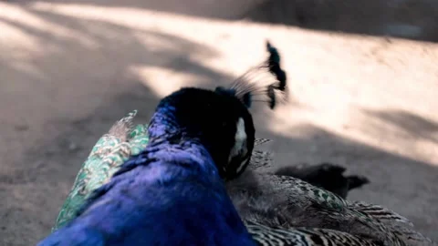 Close-up of a peacock cleaning its feathers Stock Footage 164726064