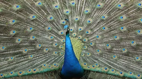 Close up peacock dancing Vidéo 25826871