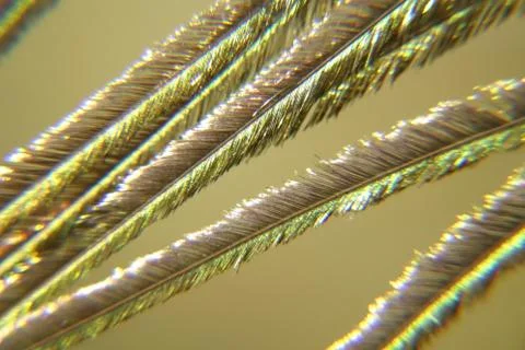 Close up of Peacock Feather Barbs Stock Photos