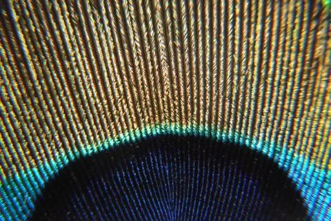 Close Up of Peacock Feather Center Stock Photos