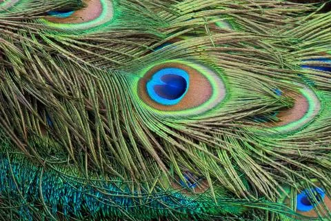 Close-up of Peacock Feather Display, Captured on Prison Island, Zanzibar Foto stock