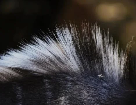 Close-up of a peacock feather with eye pattern and colorful details Stock Photos