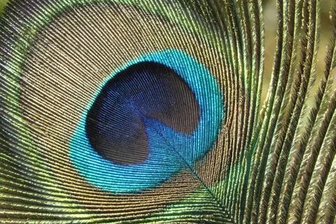 Close up of Peacock Feather Eye Stock Photos
