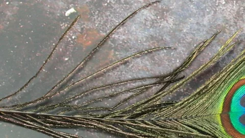 A close up of a Peacock feather on grunge background. Stock Footage 120204091