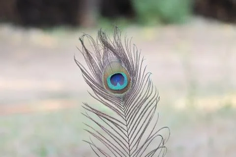 Close-up of Peacock feather 스톡 사진