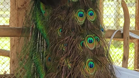 Close up of the peacock feathers. Stock Footage 310344324