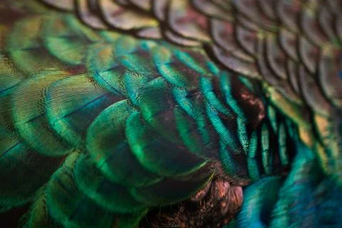 Close up of the  peacock feathers .Macro blue feather, Feather, Bird, Animal. Stock Photos