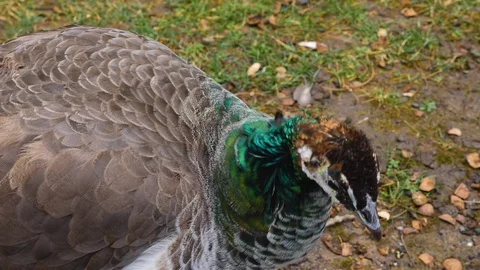Close up of peacock female Video stock 125851032