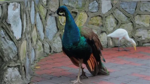 Close up on peacock. 스톡 동영상 80186019