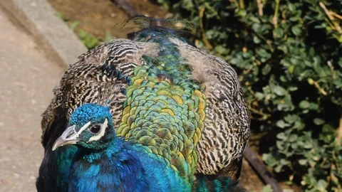 Close up of peacock Stock Footage 116613390