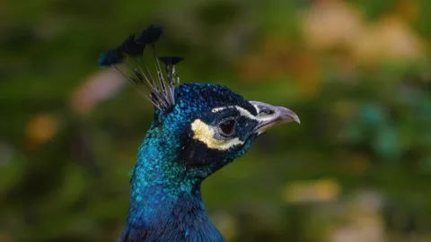 Close up of peacock  Stock Footage 141616625